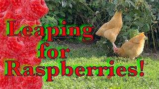 Chickens jumping to get raspberries. #chicken #cuteanimals #cutechickens #bufforpington