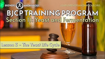BJCP Training: Section 11 Yeast and Fermentation - Lesson 3 - The Yeast Life Cycle