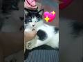 En modo serio😻😍 #cute #cat #ojitoslindos