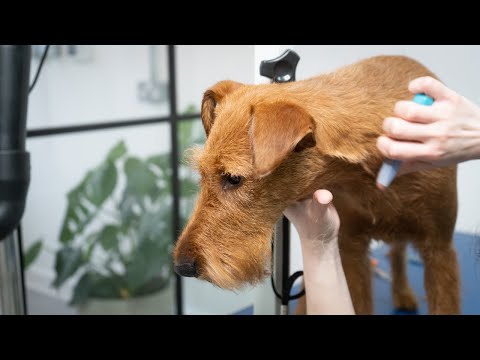 Video: Sådan Finger-Strip Groom en hund