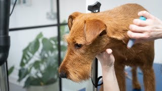 Hand Stripping an Irish Terrier - Dog Grooming Tutorial