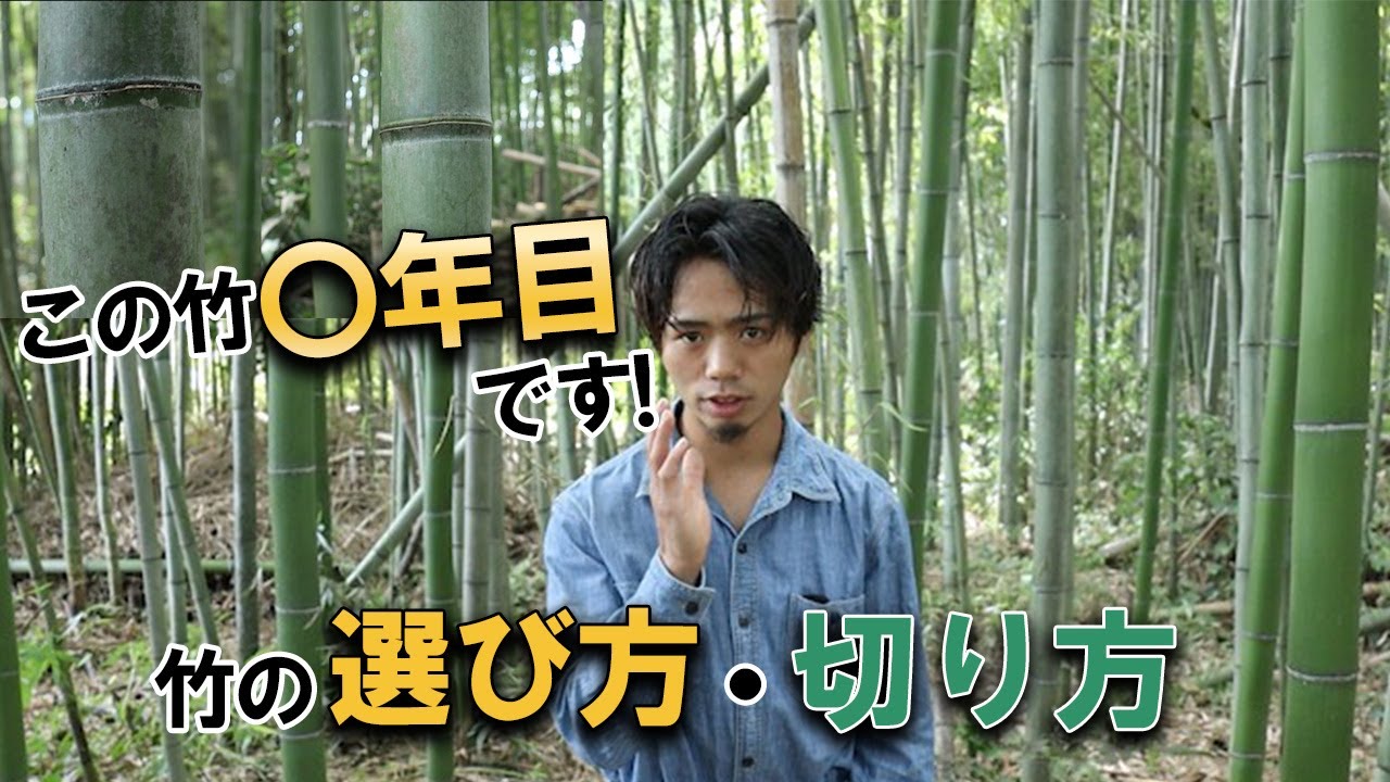 斑竹変化三重切り30 今年も竹切の季節がやってきた！竹の選び方・切り方 ※おまけポイント付