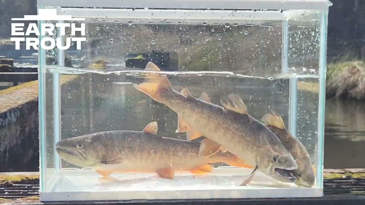 数量指定可能　ニジマス　20匹　5cm前後　稚魚　ヤマメ　ヒメマス　注意事項あり