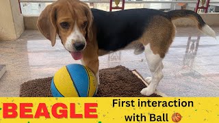 Beagle's first interaction with Ball 🏀 | Moon the Beagle by Moon the beagle 741 views 10 months ago 4 minutes, 12 seconds