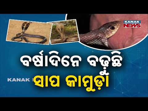 Ama Swastya: Snakebite Cases Rise During Monsoon! Health Alert, Doctors Stress the Golden Hour Rule