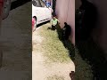 الصخلة صارت مزعوجه منه الصخلة صارت مزعوجه منه