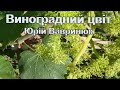 Виноградний  цвіт. Поезія для душі.