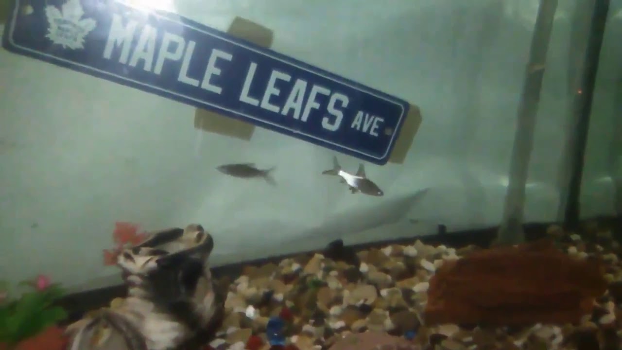 camera iphone 8 plus apk Bala sharks and emoji