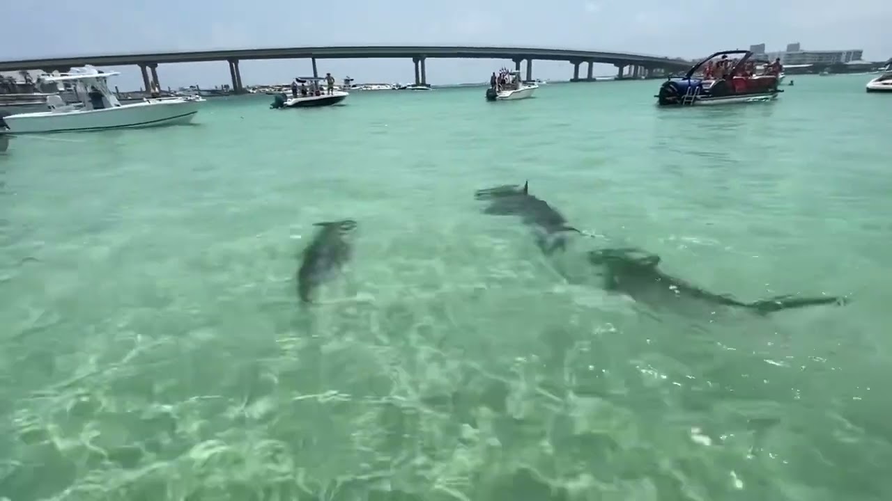 Hammerhead Shark Invasion on Crab Island- Destin FL