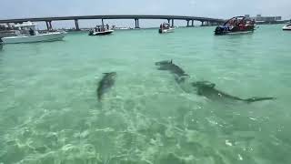 Hammerhead Shark Invasion on Crab Island- Destin FL
