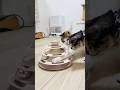 3COINSで良いもの発見したよ!#愛猫との暮らし #愛猫 #元保護猫 #3coins