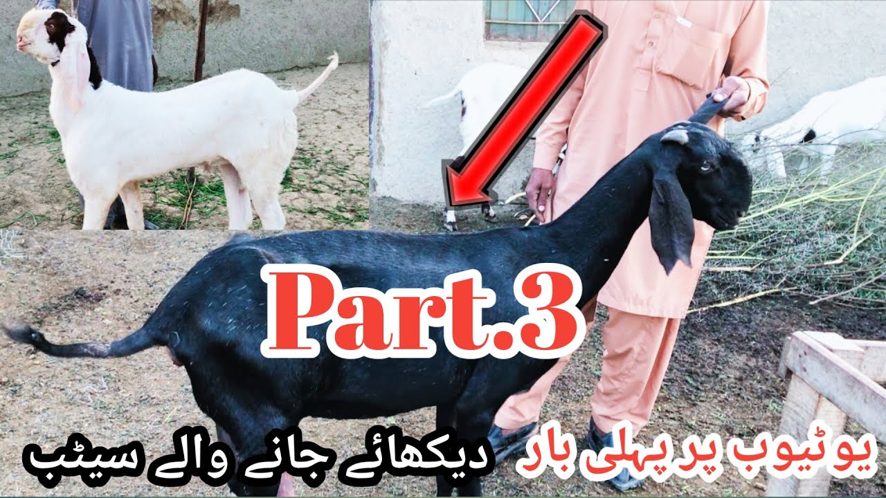 Youtube Par Dikhaye Jane Wale Setup | Part.2 | My Animal & Birds