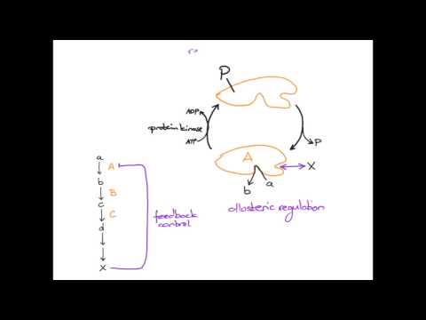 Video: Reglering Av PTEN-uttryck Med Icke-kodande RNA