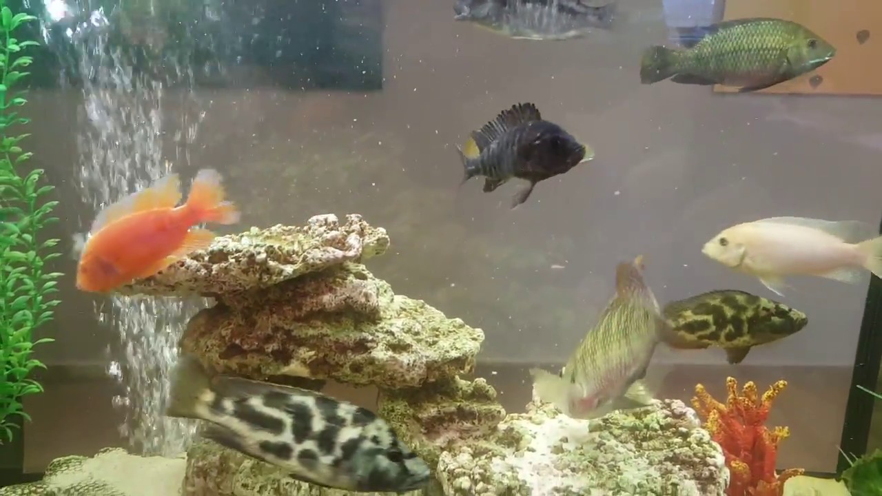 Beautiful Cichlid Tank Decorations Youtube