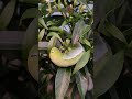 🐛🐛