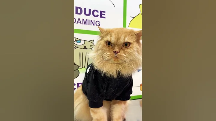 Video 8610681: persian cat breed, persian cat dog, beautiful cats pets