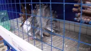 Выставка голубей в парке Гомеля. Exhibition of pigeons in the park Gomel