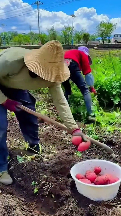Harvesting Fresh Red Potatoes by Hand in a Sunny Garden Field