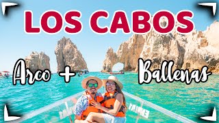 LOS CABOS  What to do in one day? ✅ WHALES + CLEAR BOAT + GOOD AND CHEAP SEAFOOD