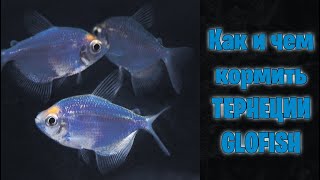 Как и чем кормить ТЕРНЕЦИИ GLOFISH - аквариумистика