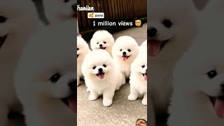 1 million views 🤯 #pets #cute #puppy #video #funny #dogvideos #cutedog #minidoge #funnypuppy #pets
