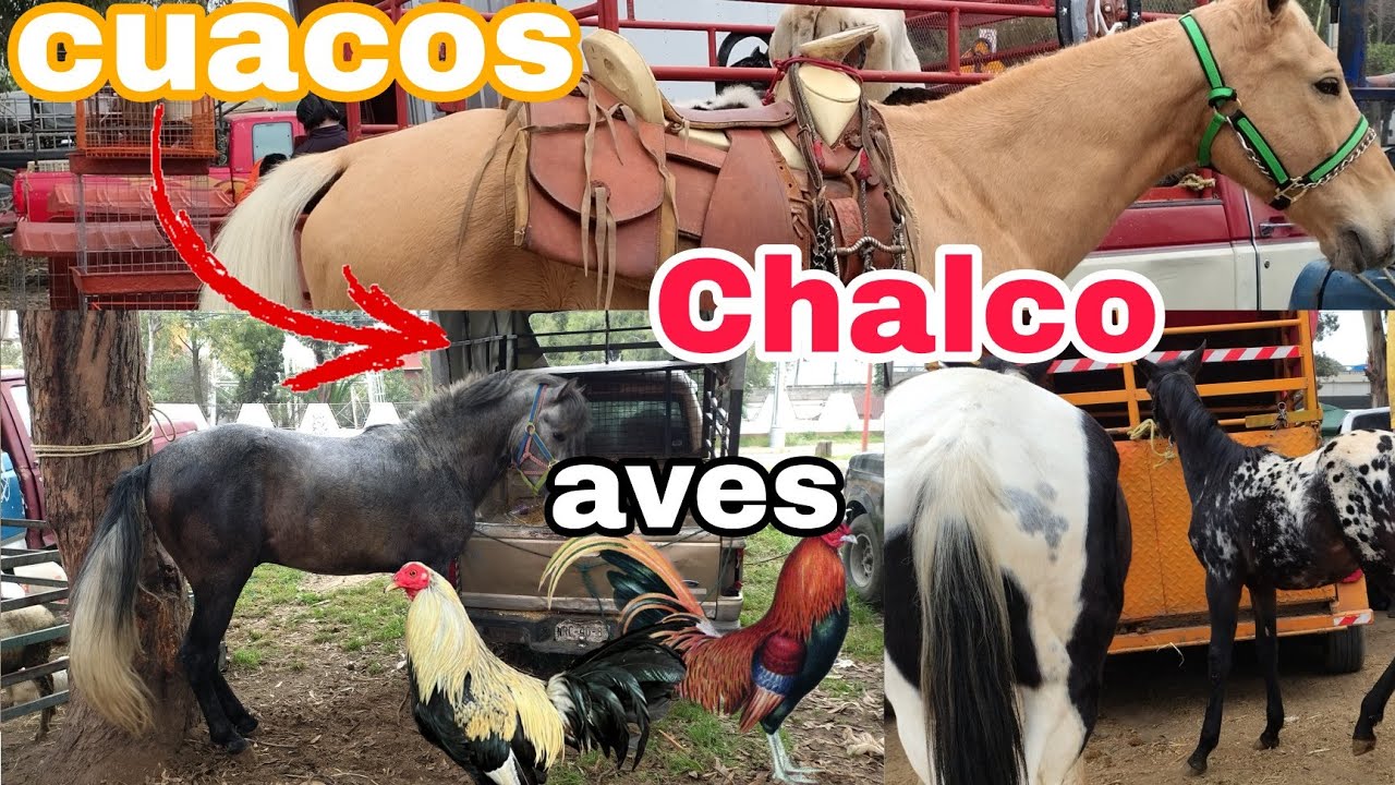 Caballos - gallos - aves y mas @ElRanchoyyoTagDominguezCHALCO EDOMEX ...