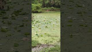 Lotus Flowers Hamsala Deevi