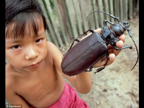 Video: El escarabajo más grande del mundo: foto, descripción