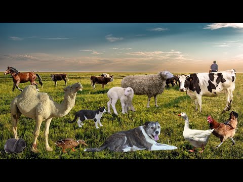 Өрмекші адам және Халк порно Онлайн видео: Мас әйел өз кискасының иесі емес