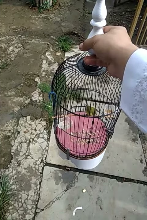 Pleci masteran