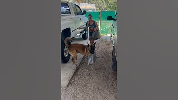 Hond helpt met het binnenbrengen van boodschappentassen #hond #mechelseherder #hondenhulp