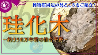 博物館周辺の見どころ #6】珪化木 - YouTube