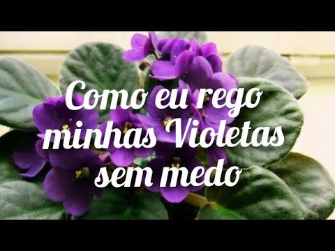 Vídeo: Como Regar Uma Violeta? Com Que Frequência E Corretamente Regar Violetas? Como Fazer A Rega Do Pavio No Inverno Em Casa Para Violetas De Interior?