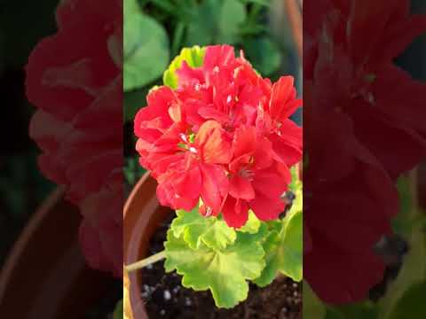 Video: Cara Merawat Pelargonium (geranium) Pada Musim Sejuk