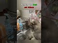 😂❤️ #cats#funny#Popular#Cute pet