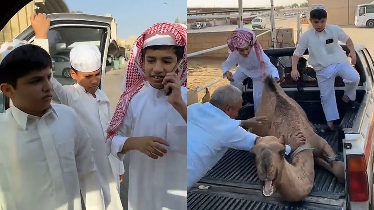 احمد وقزيع رايحين يشترون قعود لعرس ولد خالهم 😂 #فراج_قزيع_السهلي فراج قزيع السهلي