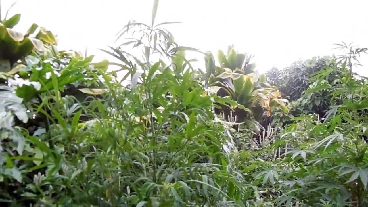 Medical Marijuana grown in Hawaii YouTube