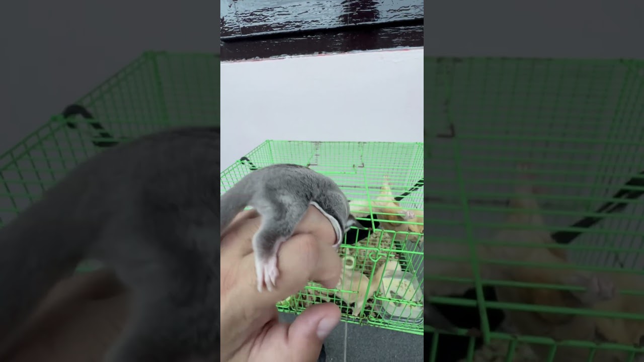 Sugar glider classic grey 