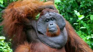 PERILAKU KAWIN ORANGUTAN