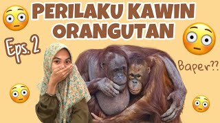 PERILAKU KAWIN ORANGUTAN