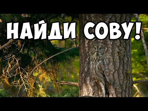 ТЕСТ-ИГРА найди животное на фото 🐛 БУДЬ В КУРСЕ TV