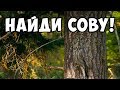 ТЕСТ-ИГРА найди животное на фото 🐛 БУДЬ В КУРСЕ TV