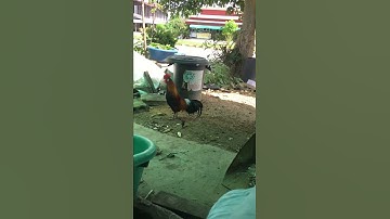 ไก่ต่อ หมาน