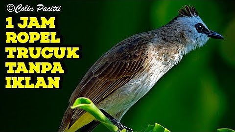 trucukan gacor TARUNG ROPEL PANJANG pancingan trucukan agar bunyi jadikan burung trucuk gacor NYAUT