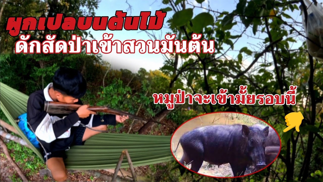 2 มีนาคม ค.ศ. 2026 ผูกเปบนต้นไม้ดักหมูป่าเข้าสวนมันต้น//ຜູກເປຢູຕົເນໄມ້ດັກສັດປ່າThonBanNa