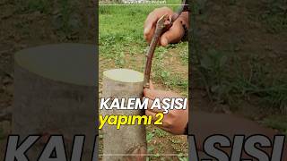 Kalem aşısı nasıl yapılır? PART 2 👈