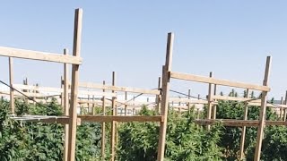 Listing All Strains And Breeders. September 13, 2021 Live In The Garden