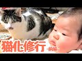 【猫使いになる】赤ちゃん、10匹多頭の実家でネコ修行-前編-