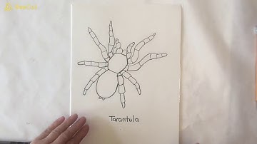How to Draw a Tarantula – Kids Art