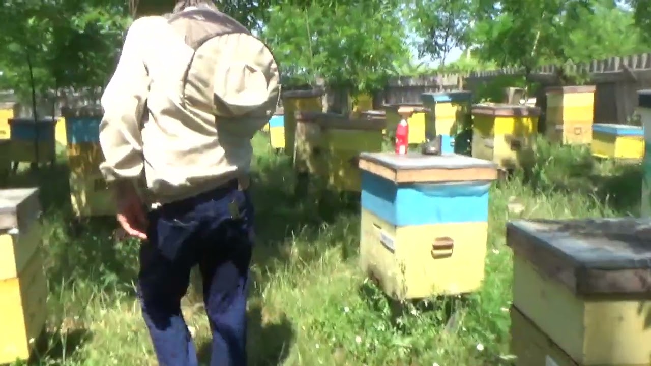 A 3 A zi de cules la floarea soarelui!